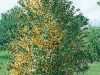 Cercidiphyllum japonicum 